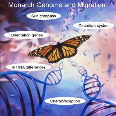Introducing the Monarch Butterfly Genome
