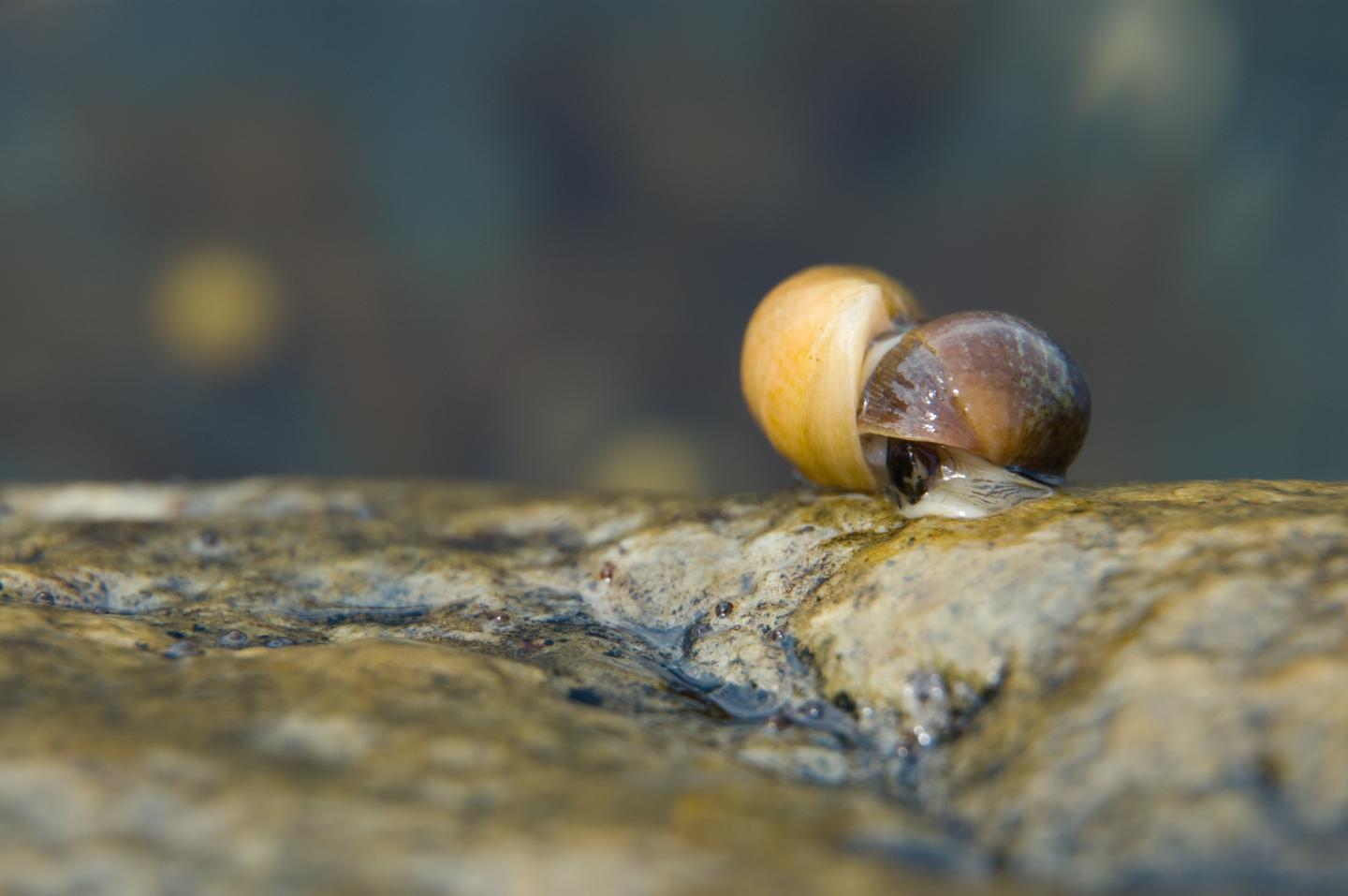 Snails: Mating intertidal marine snails