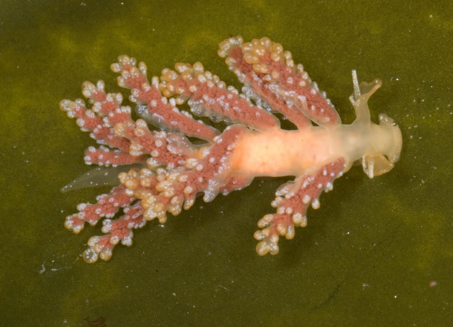 <i>Doto splendidisima</i> Nudibranch