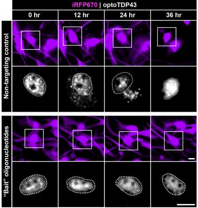 'Bait' Oligonucleotide Saves Neurons from TDP-43 Accumulation