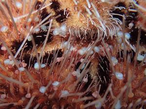 Brachiomya ducentiunus crawling on the surface of a sea urchin