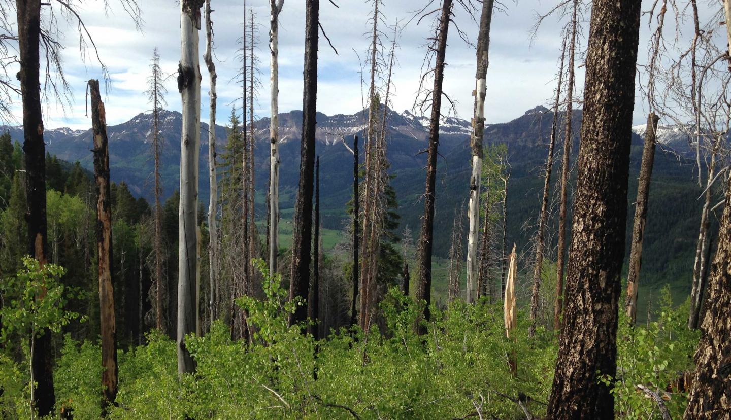 Forest in the San Juan range