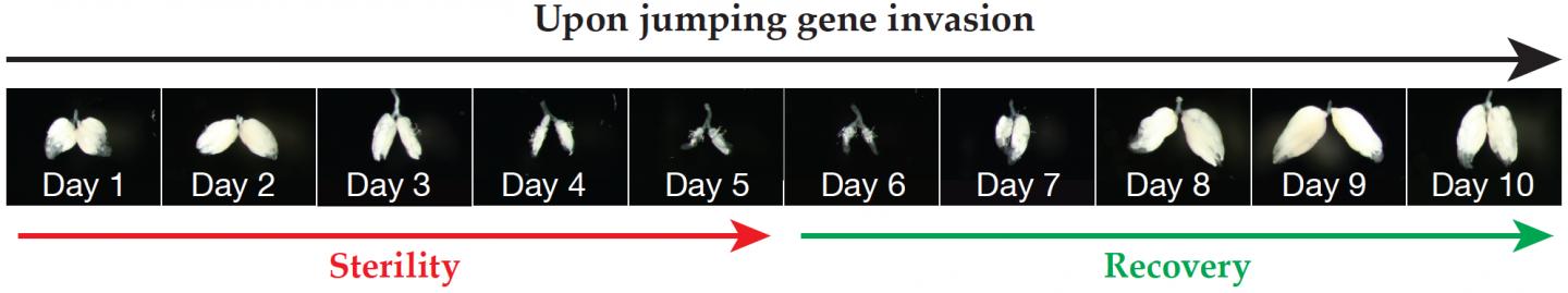 Ovary Changes With Jumping Gene Invasion