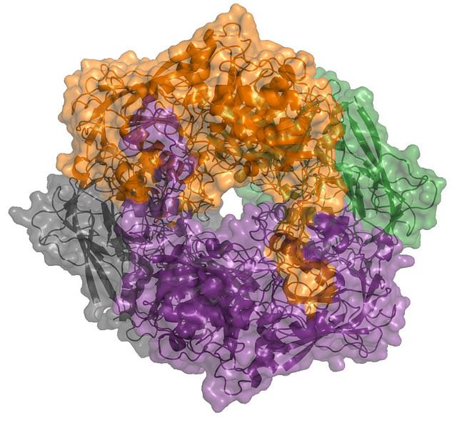 Crystal Structure of BAP