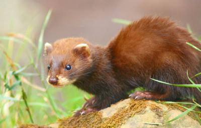 brown ferrets