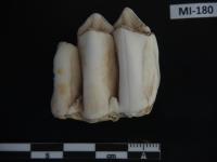 Fossil Tooth of a Sambar Deer (Rusa Unicolor)