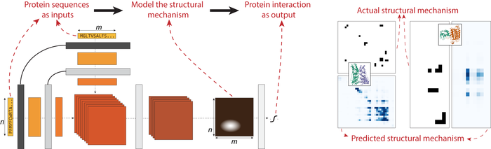 Predicting protein-protein interactions