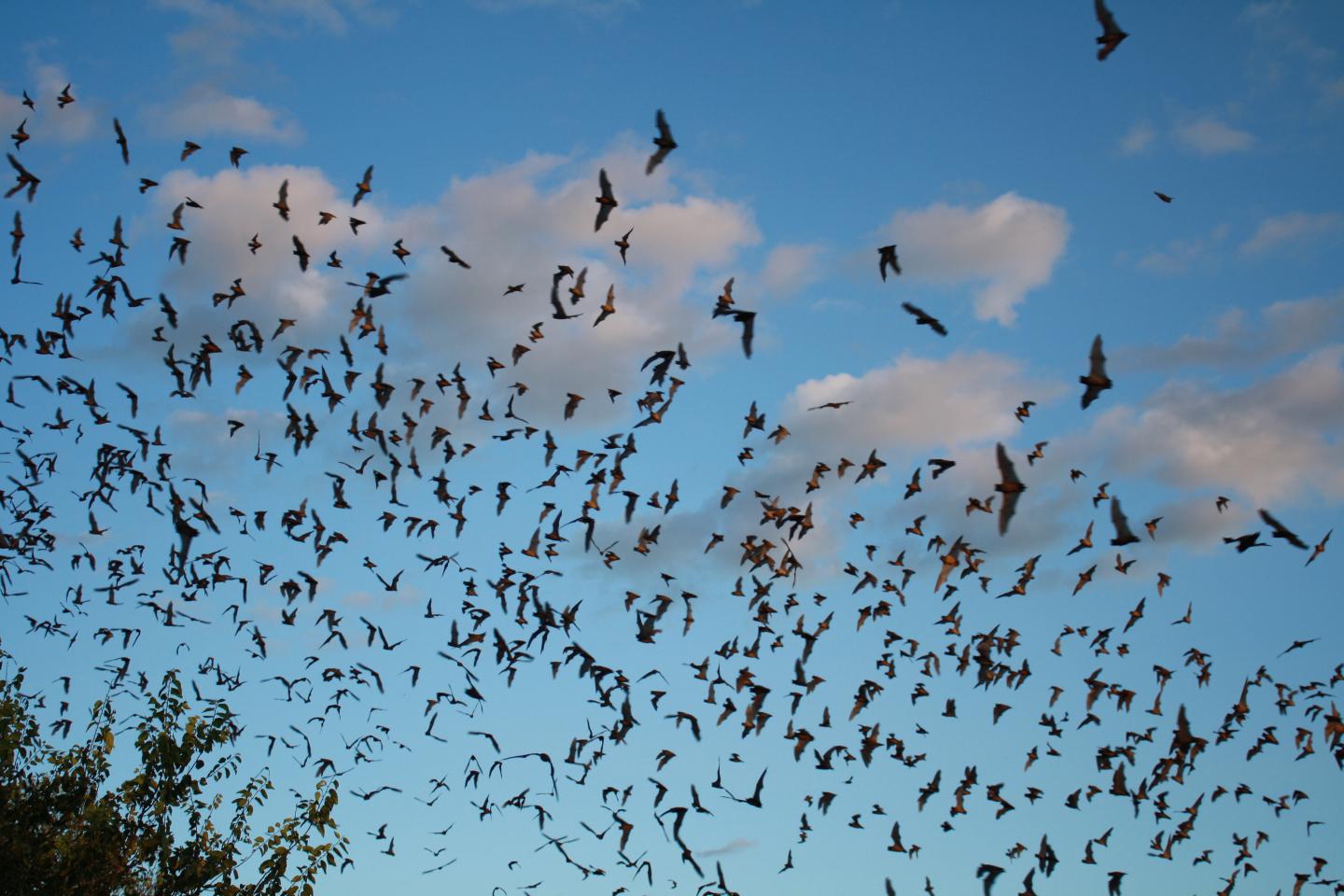 Mexican Free-tailed Bats