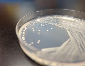 Yeast colonies engineered with a redesigned synthetic chromosome