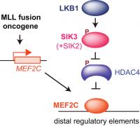 Preventing a Transcription Factor from Making Trouble in Leukemia