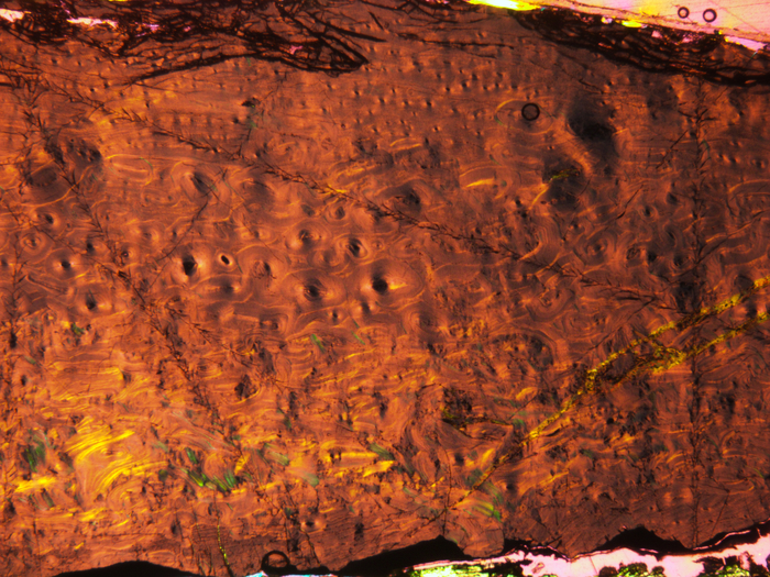 The bones of "Antonio" under the microscope