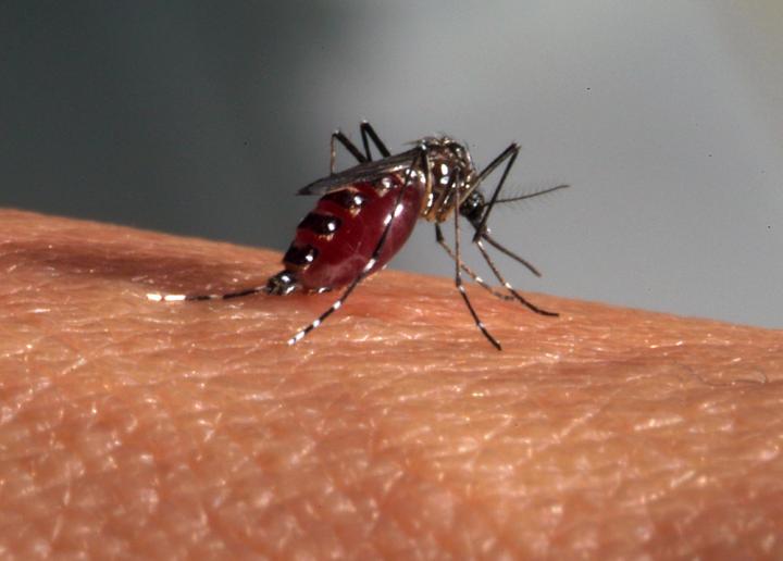 <i>Aedes aegypti</i> Mosquito