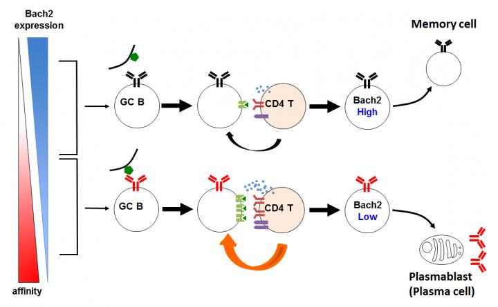 Mechanism of Selection of Memory B Cells and Plasma Cells From Germinal Center B Cells