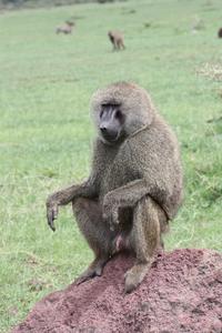 Olive baboon