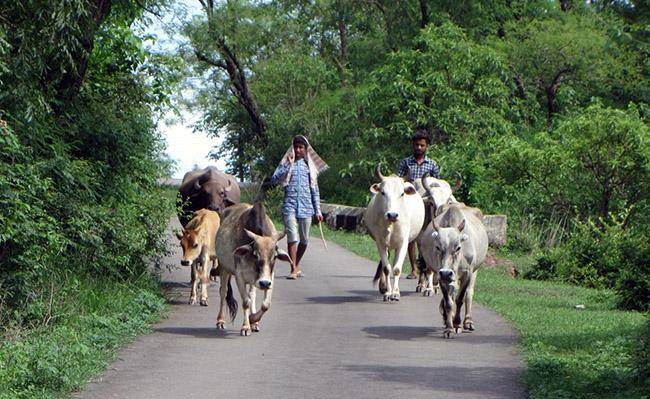 Smallholder Farmers in India