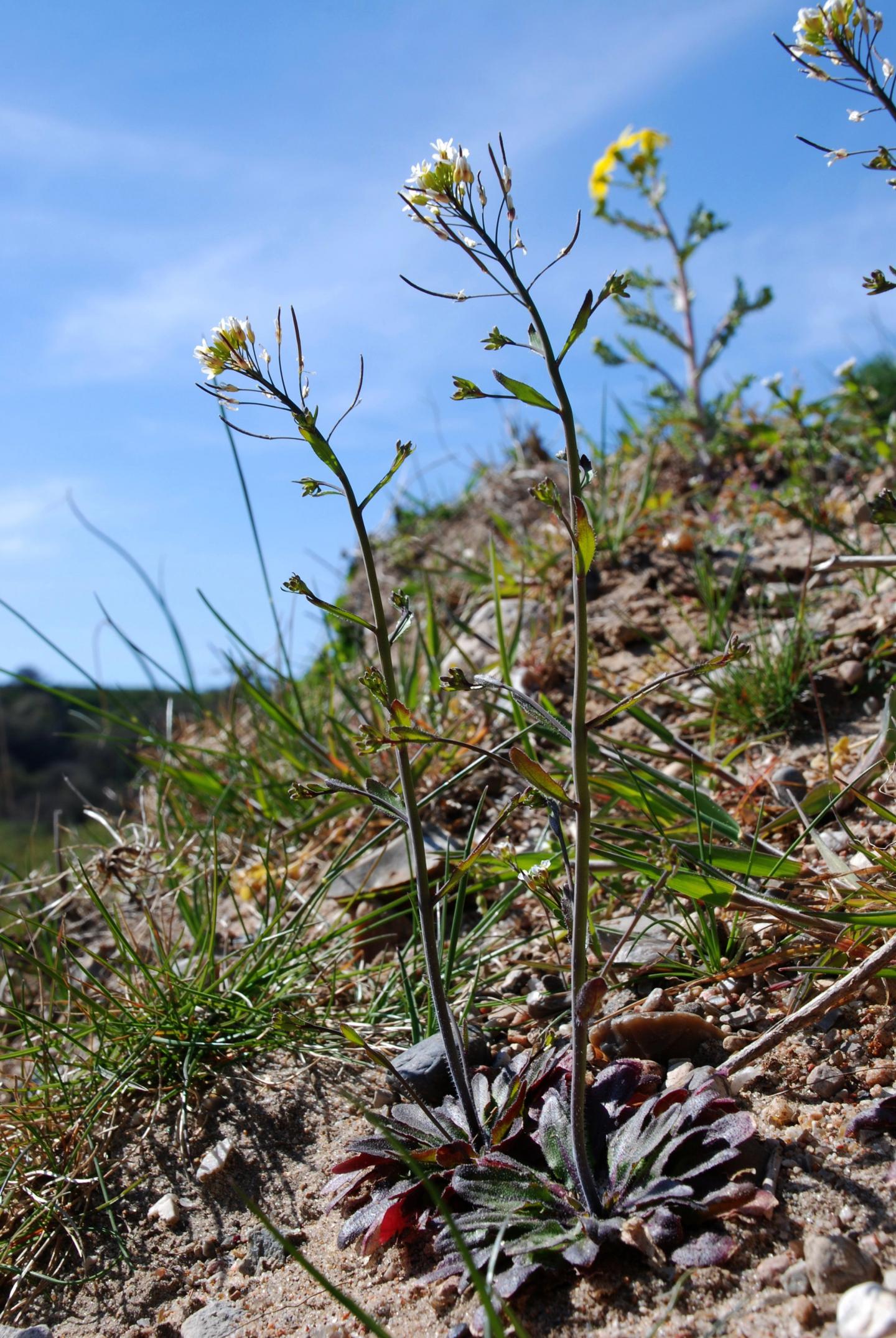 Molecular Conductors Help Plants Respond to Drought