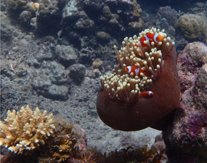 clown anemonefish