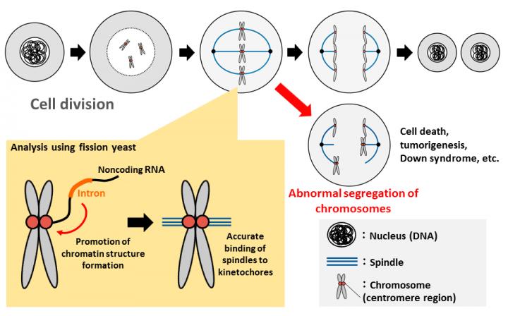 Cell Division Analysis in Fission Yeast