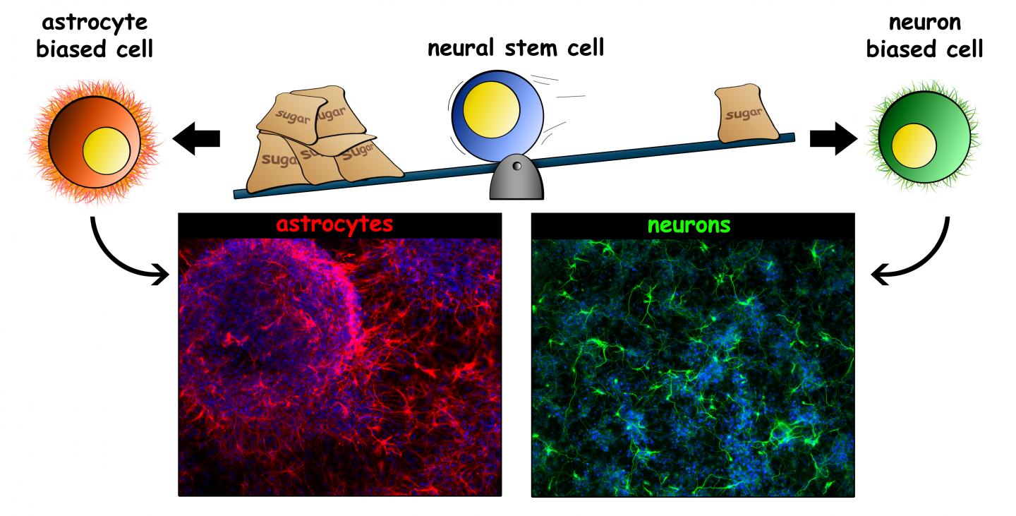 Stem Cell Properties Determine Cell Fate