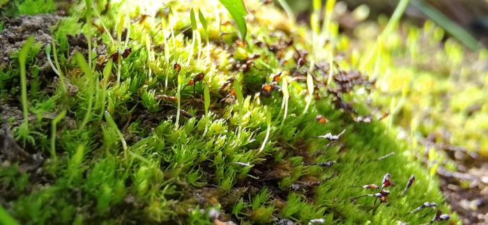 Moss: The 350-million-year-old plants that turn the unsightly