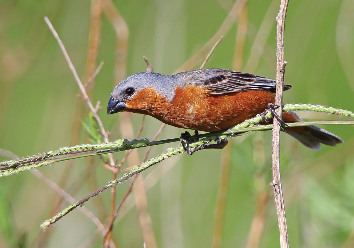 Despite Lack of Genetic Diversity, Why Do Finches Differ in Color? (1 of 18)