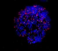 Disabling Telomere Protection during Cell Division Prompts Cell Death