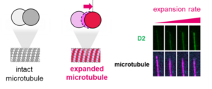 Microtubule structure and D2 binding