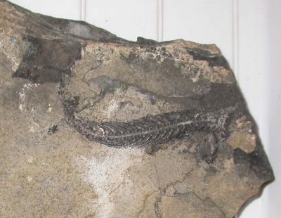 <i>Adriosaurus microbrachis</i> 3 (of 3)