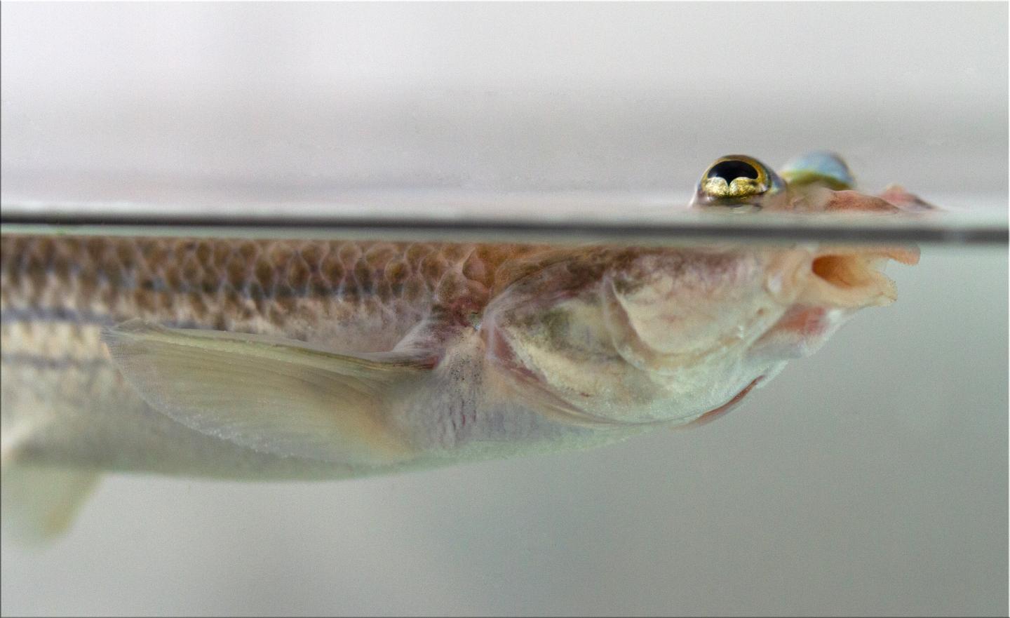 Asymmetric Genitalia in Fish