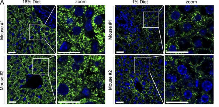 PEX2 is the E3 Ubiquitin Ligase Required for Pexophagy During Starvation