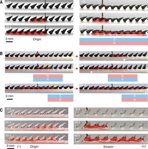 Smart control of directional liquid transport with external stimuli on magnetic CMIA and elastic CMIA.