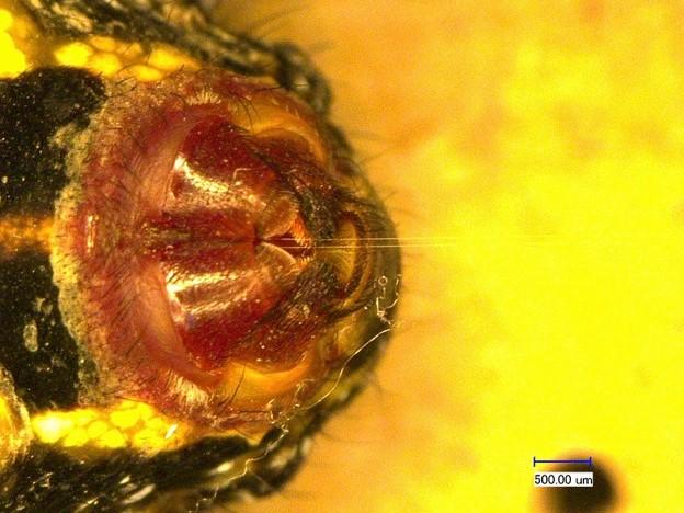 This Microscopic Image Shows the Glands in a  Spider's Abdomen From which Researcher Collected Doubl