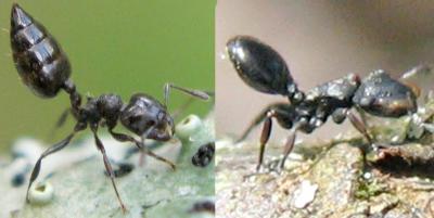 Parasitic Mirror Turtle Ant