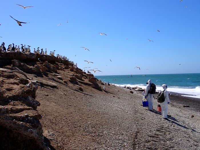 Scientist survey beach for HPAI signs