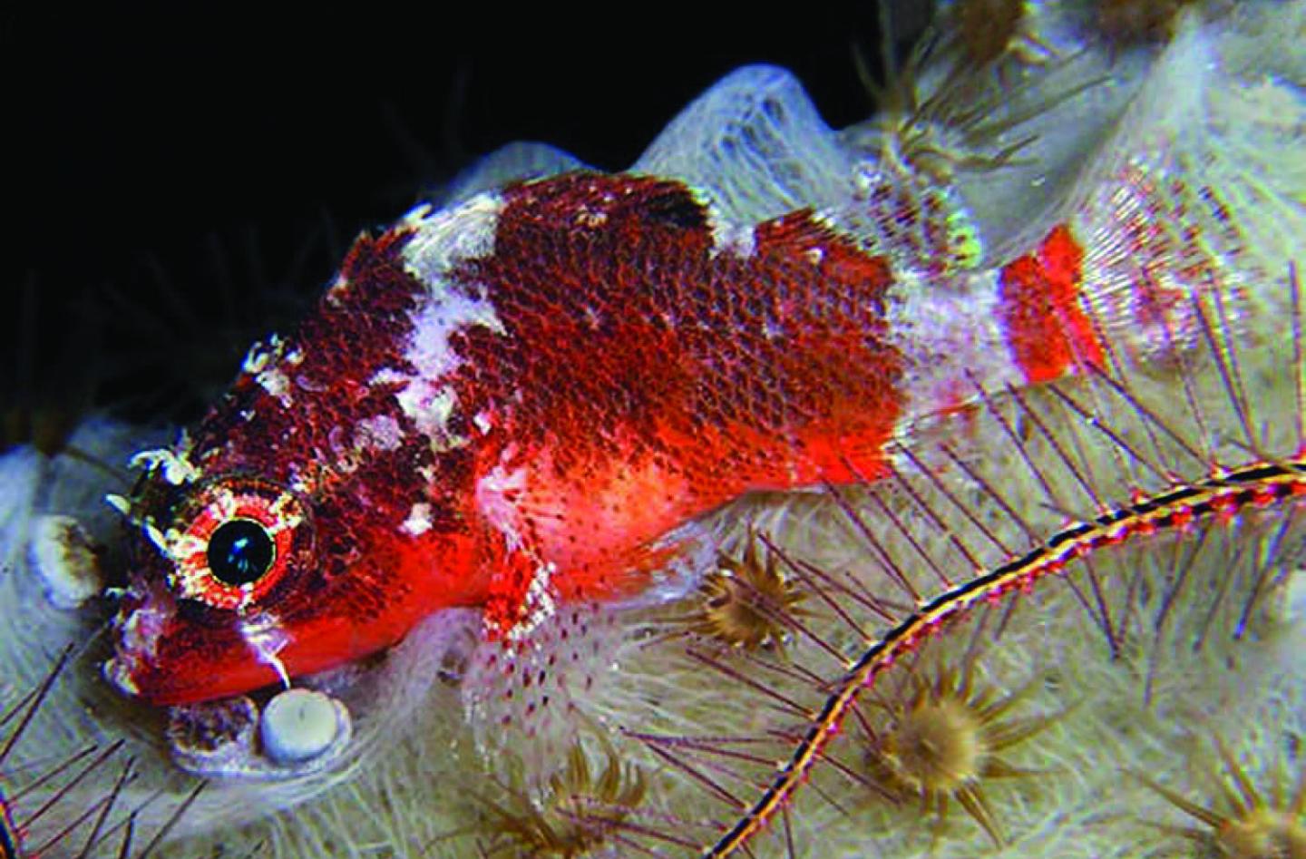 One of the New Scorpionfish' Two western Atlantic Congeners