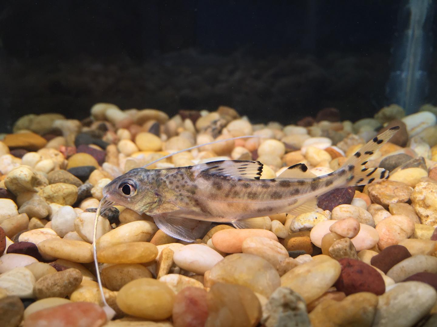The Pictus Catfish Can Feel With Its Fins (1/2)