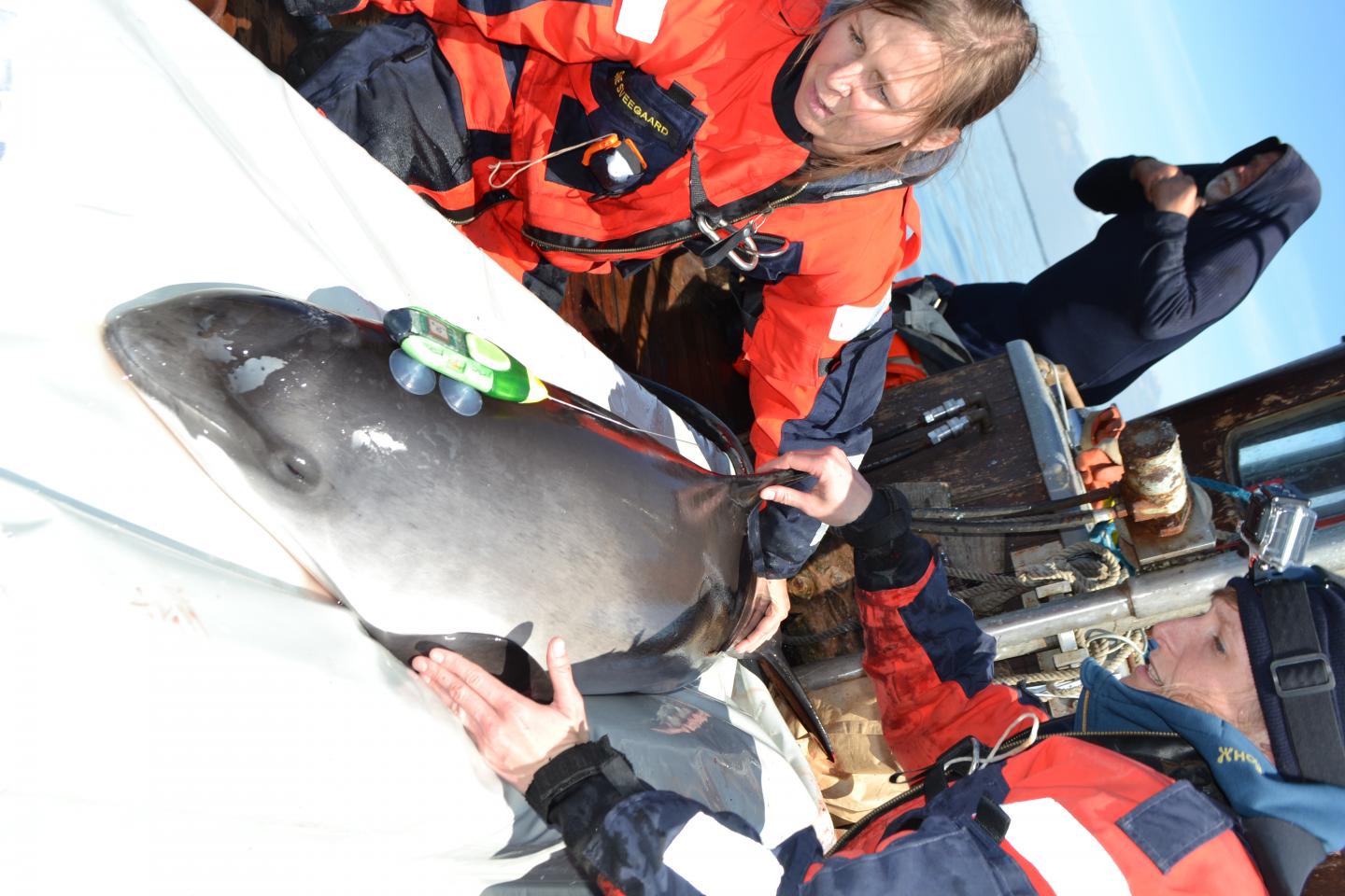 Electronic Tags on a Porpoise
