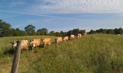 Lactating Herd to Pasture