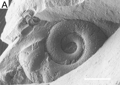 Gastropods in French Buhr