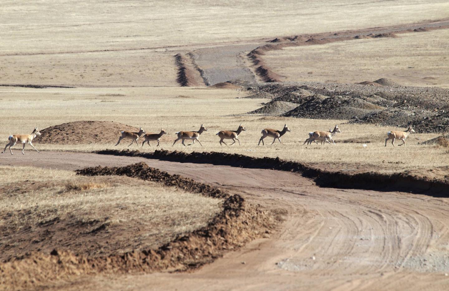 Where Humans Set Up Camp, Animals Roam Much Shorter Distances (4 of 8)