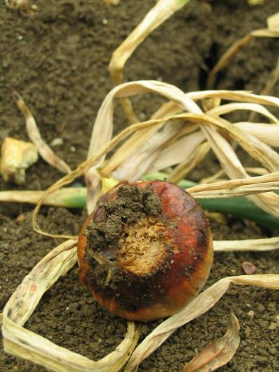 Basal Rot in an Onion