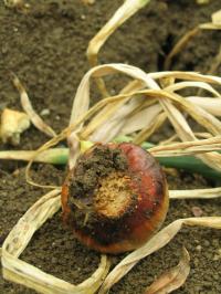 Basal Rot in an Onion