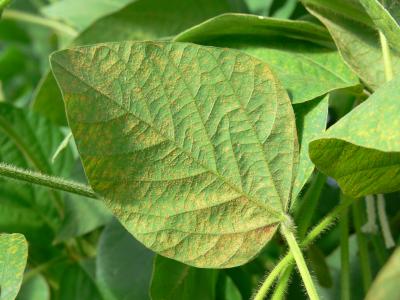 Soybean Rust