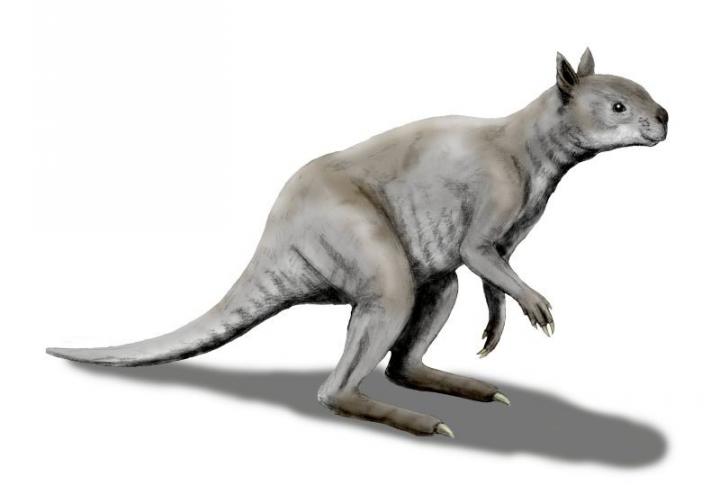 Giant Kangaroos of Ice Age Australia Had Skulls Built for Powerful Bites