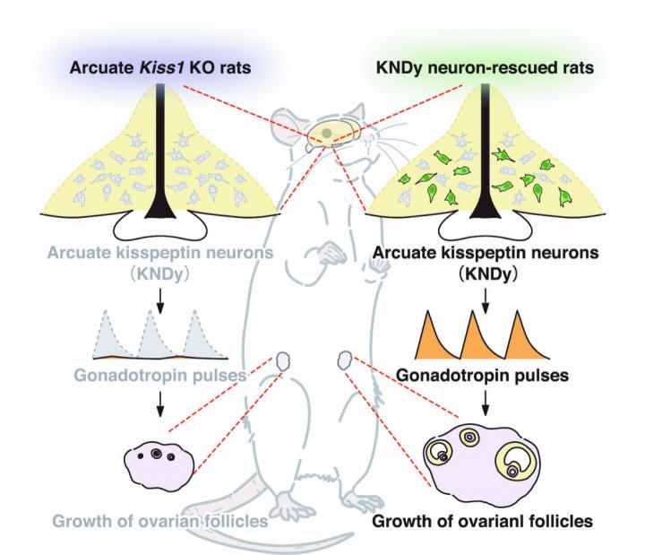 How Brain Controls Ovarian Function
