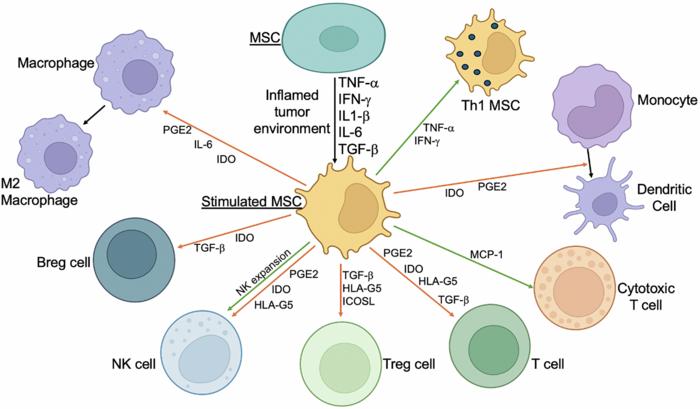 Mesenchymal stem cells - the secret agents of cancer immunotherapy: Promises, challenges, and surprising twists