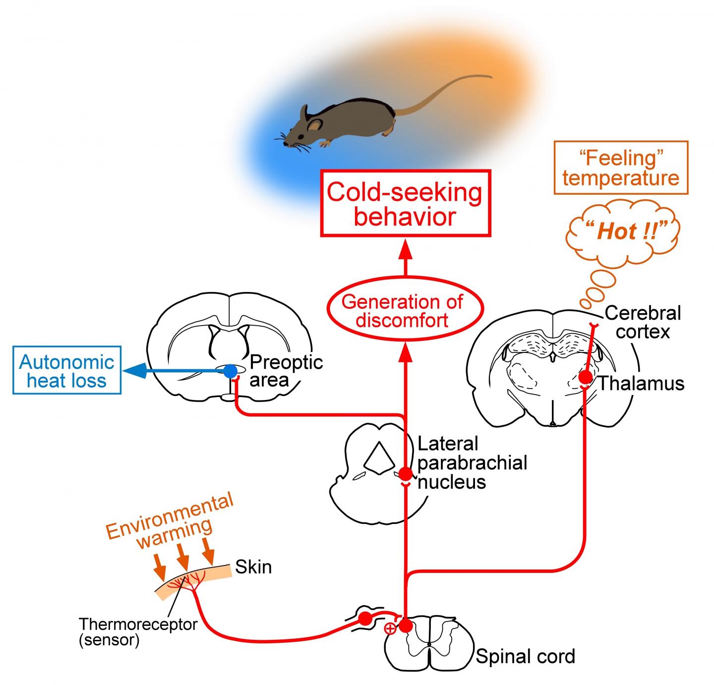 Brain Processing of Thermosensory Information in Hot Environments