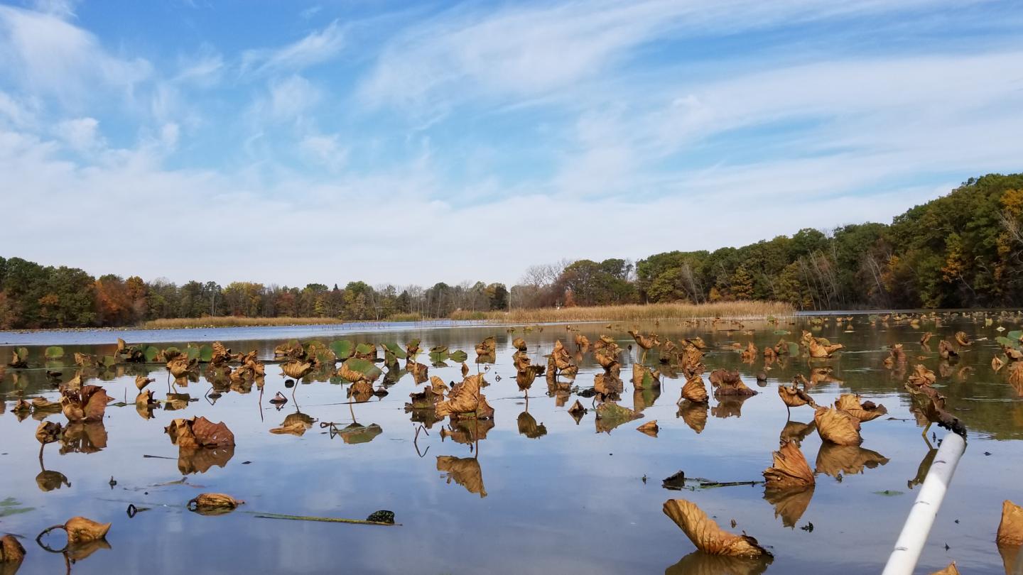 Unusual Methane-Producing Microbe Discovered in Wetland