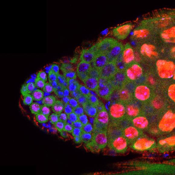 Tip of a <i>Drosophila</i> Testis