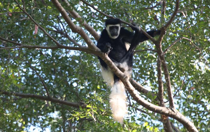 The threatened Mt. Kilimanjaro Colobus